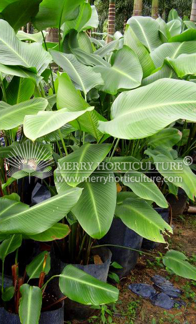 Calathea c